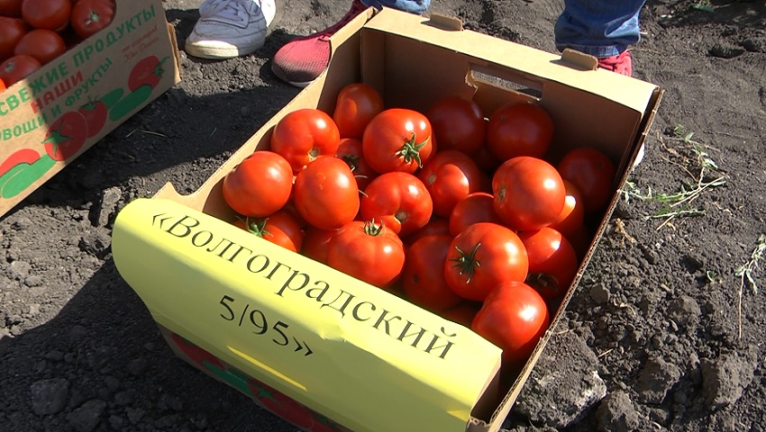 В СРЕДНЕАХТУБИНСКОМ РАЙОНЕ ОТМЕТИЛИ ДЕНЬ ПОЛЯ «ВОЛГОГРАДСКИЙ ОВОЩЕВОД»