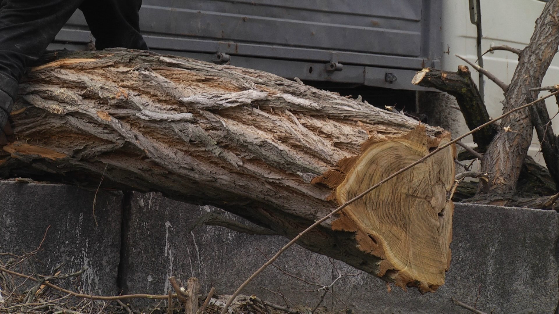 Около 50 деревьев срубили на Набережной в Волгограде
