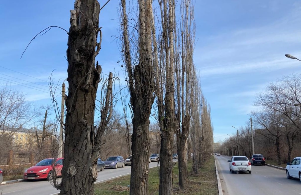 В Волжском вырубят старые тополя | Телеканал “Волгоград 1”