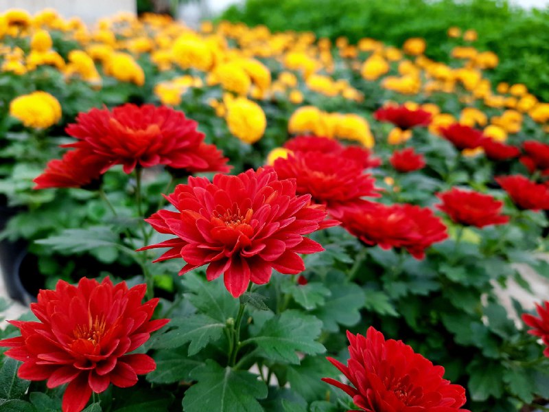 В ботаническом саду Волжского распустились 22 тысячи хризантем