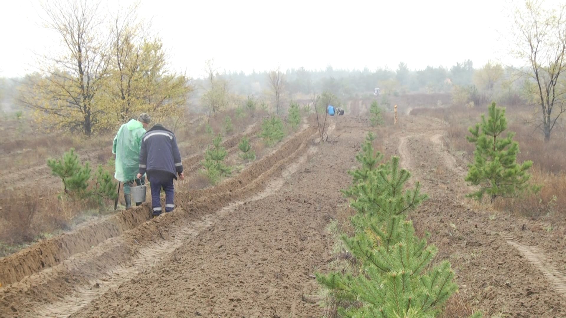 Под Волгоградом лесничий подозревается в вырубке леса | Телеканал  “Волгоград 1”