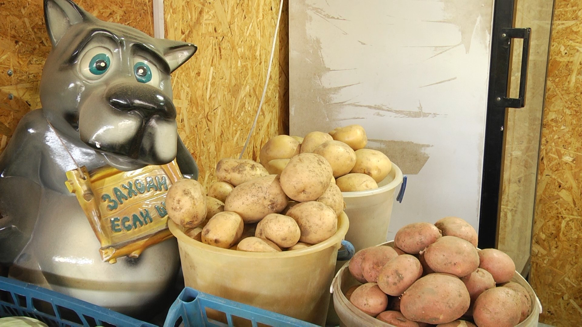 В Волгоградской области собрали 52,2 тысячи тонны картофеля