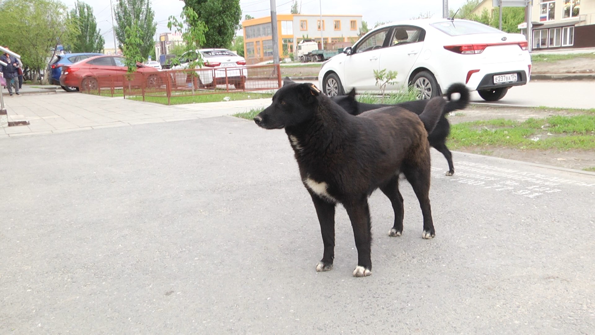 Собака умерла от неквалифицированного лечения в ветклинике Волгограда