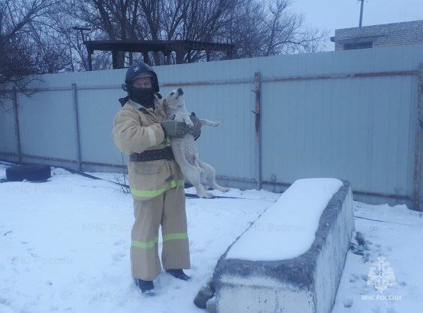 Волгоградские пожарные спасли собаку от гибели