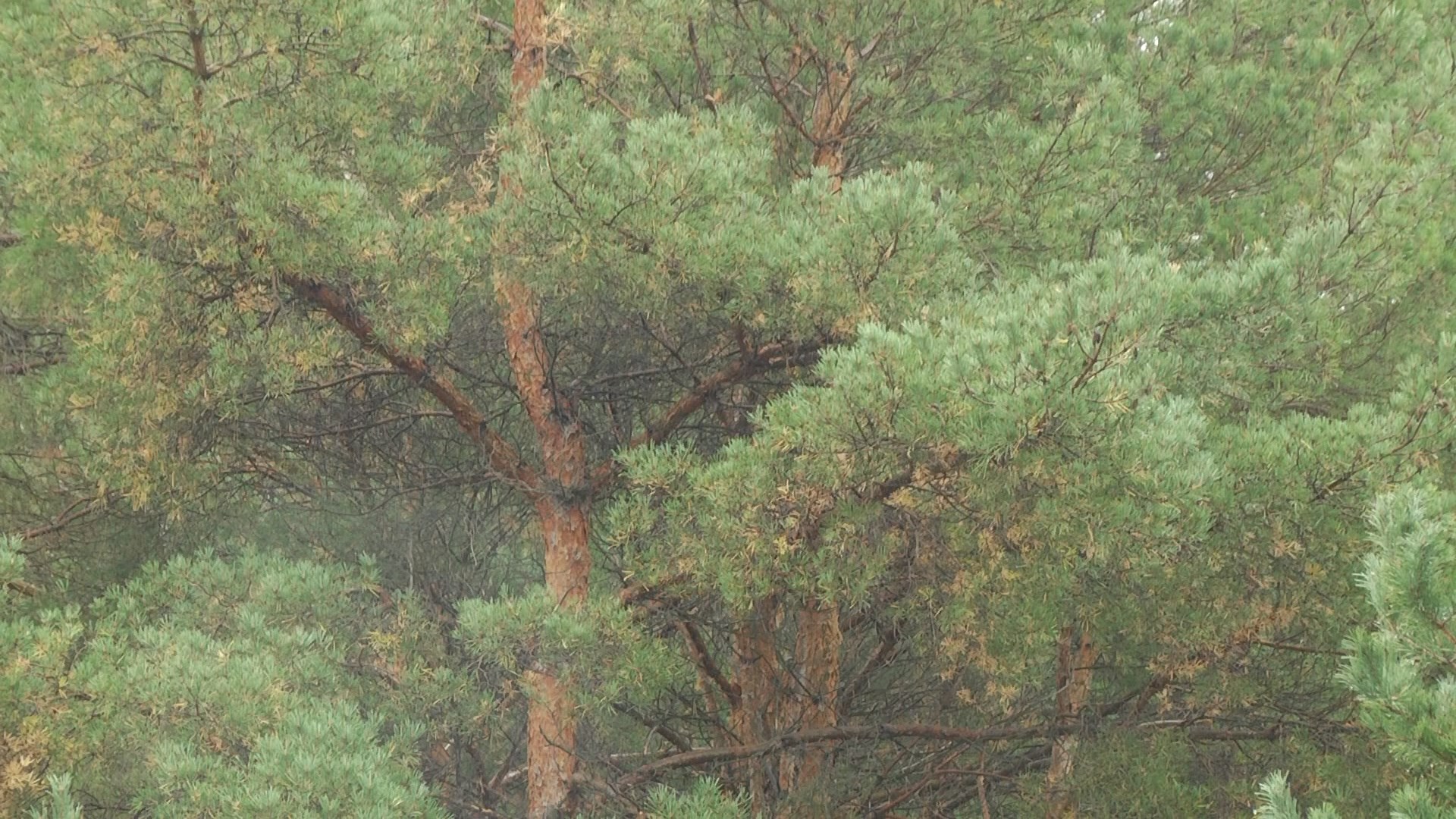 Волгоградская область названа одной из лучших в стране по лесовосстановлению