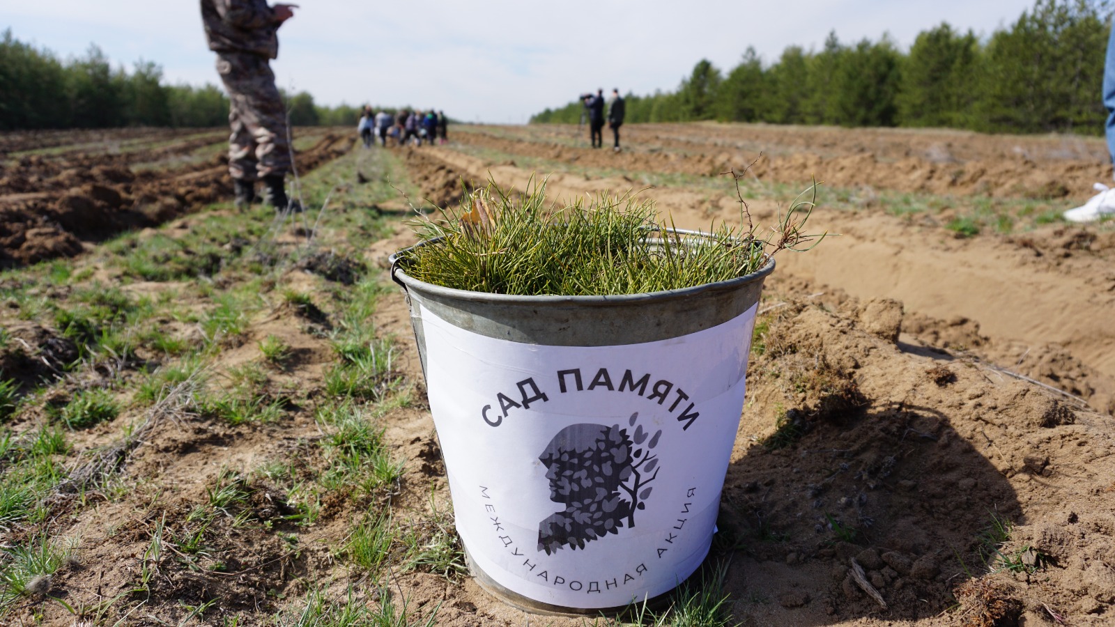 В рамках акции «Сад памяти-2024» в Волгоградской области высадили миллион деревьев