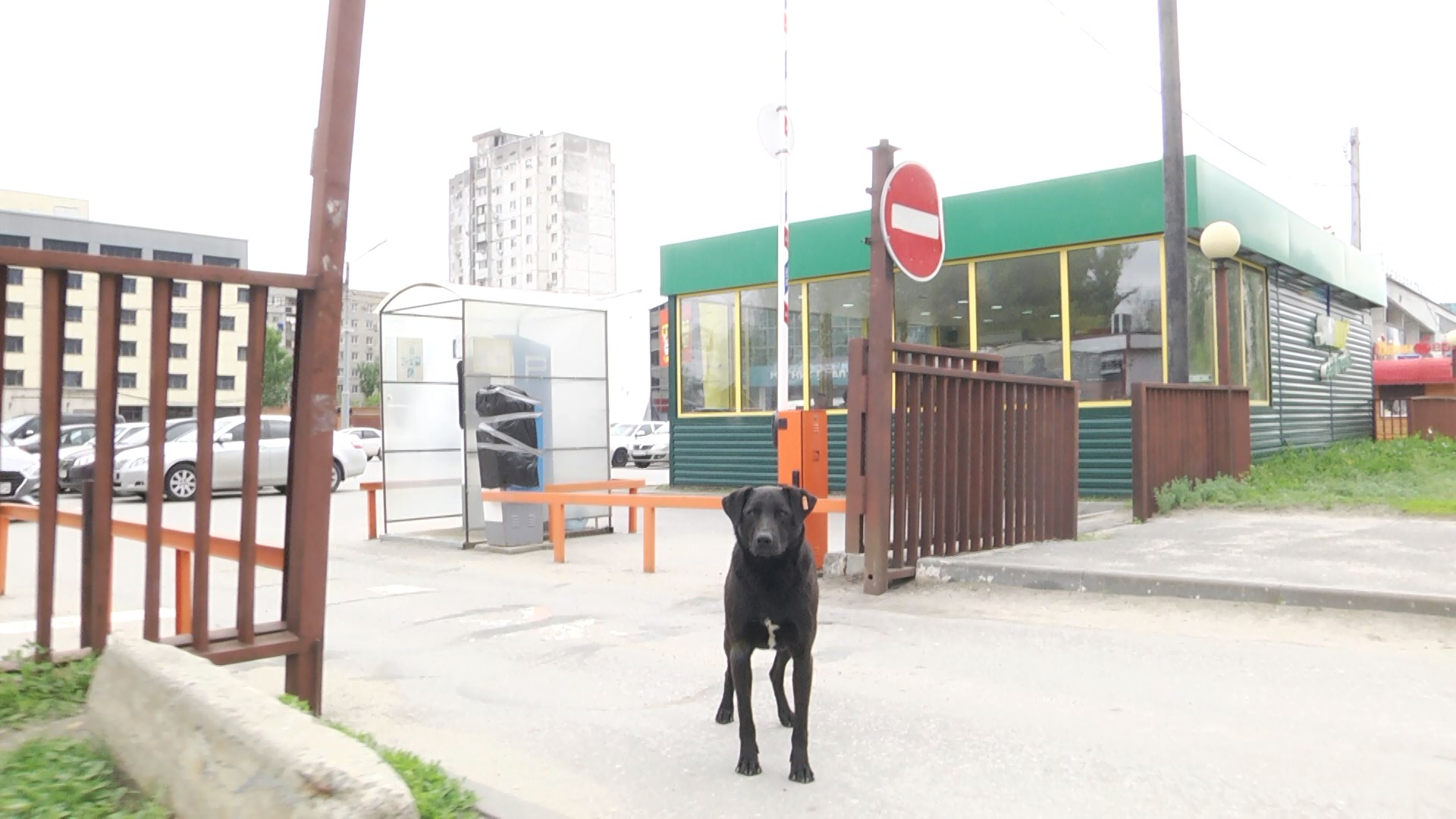 В Волгограде все больше людей подвергаются укусам животных