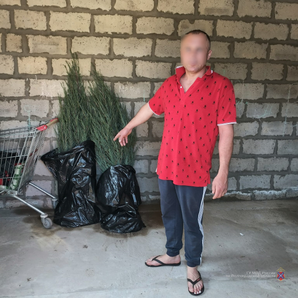 В Суровикинском районе Волгоградской области мужчина украл саженцы туи