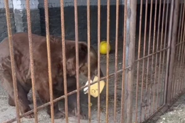 В волгоградском приюте теперь живет медвежонок Бурушка