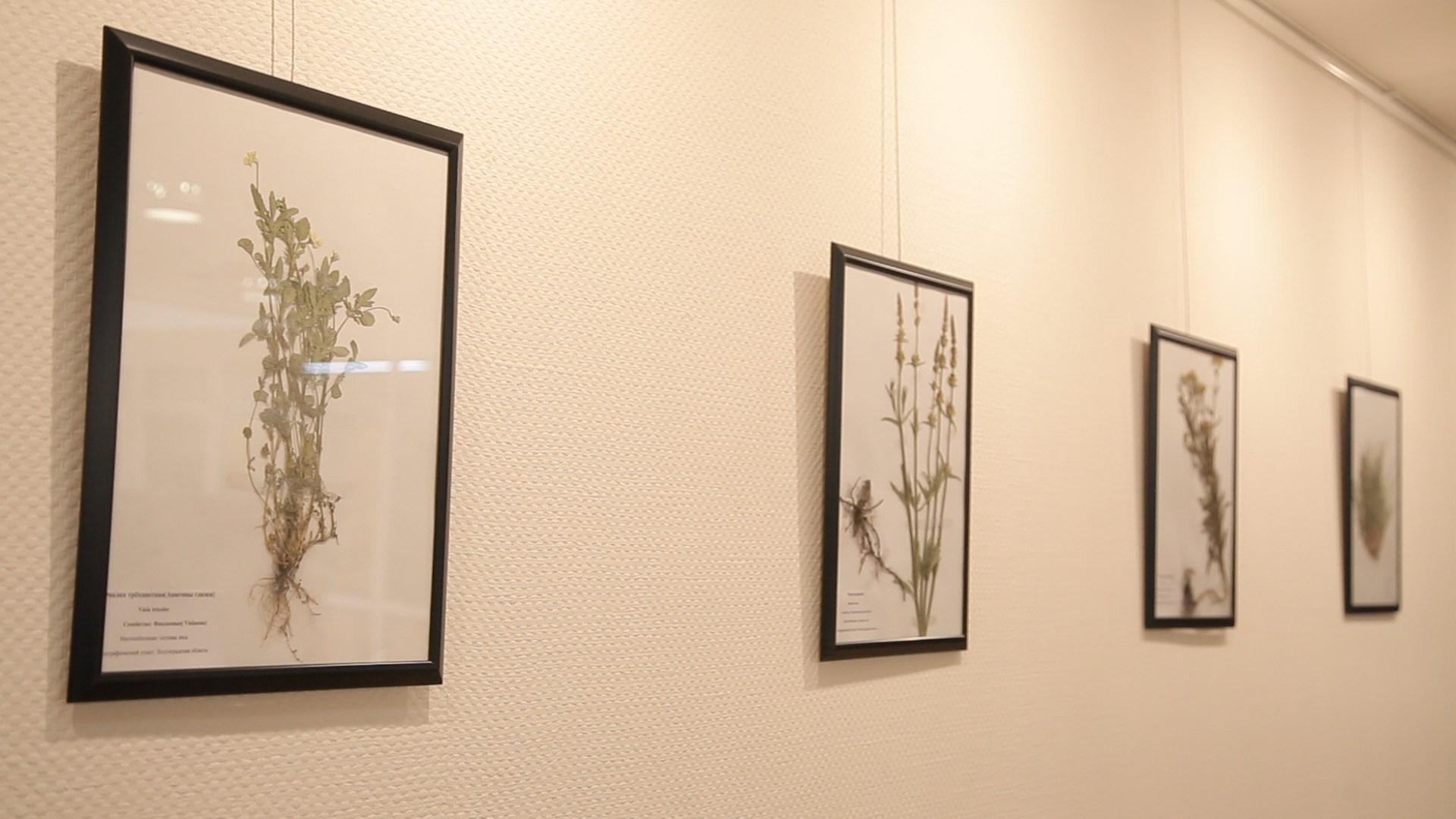 В Волгоградской библиотеке имени М.Горького можно посетить выставку лекарственных растений