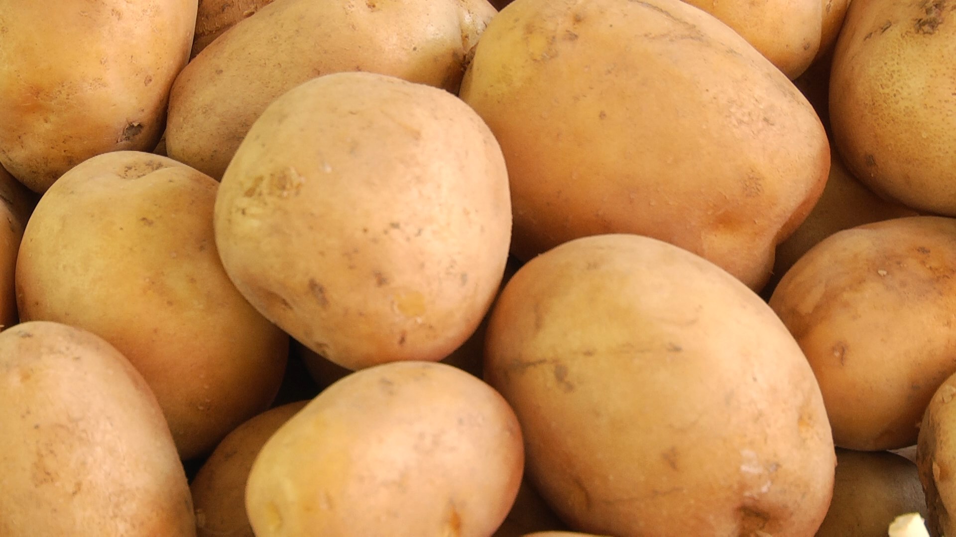 С волгоградских полей собрали 4 тысячи тонн картофеля