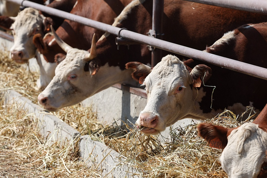В Волгоградской области появится многопрофильное животноводческое предприятие