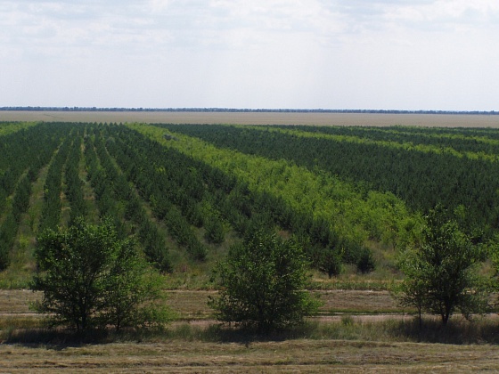 В этом году в Волгоградской области появились более 5 млн молодых деревьев