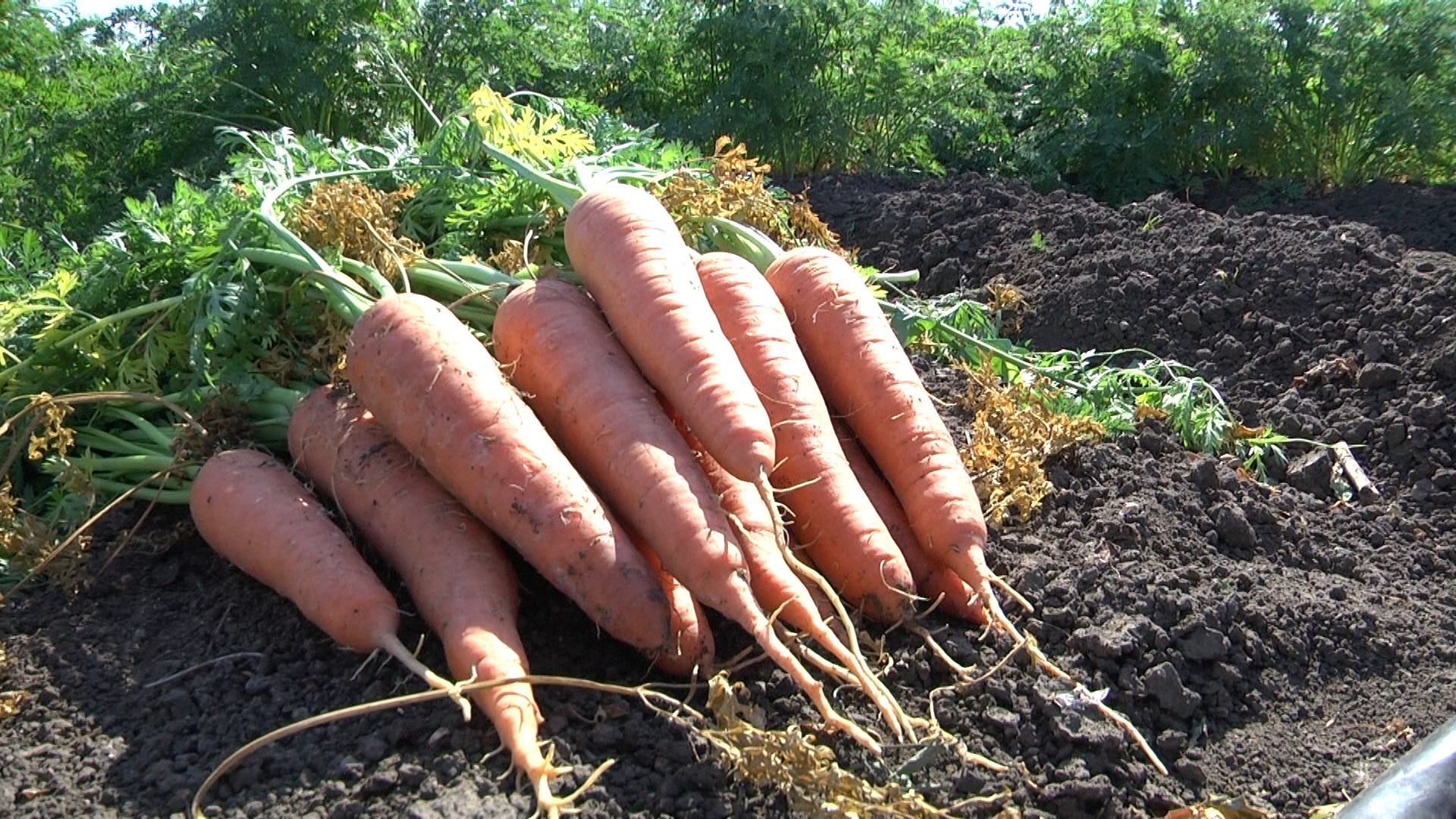 В Казахстан отправили 120 тонн моркови из Волгоградской области