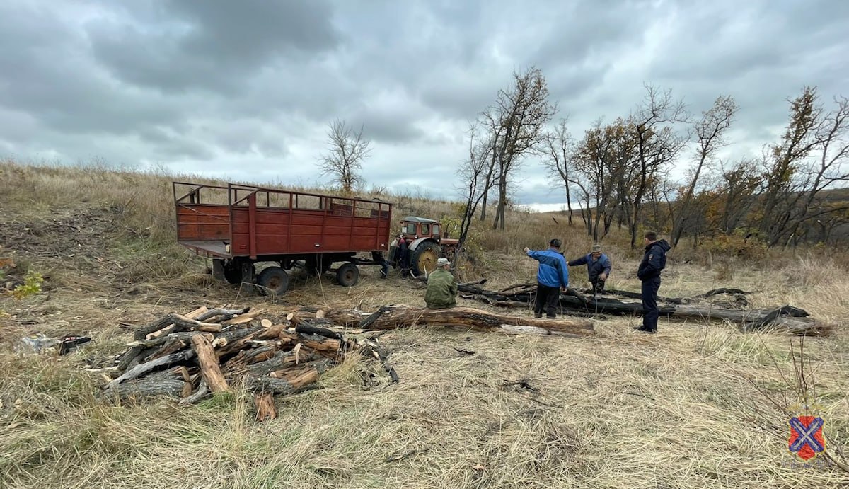 В Волгоградской области мужчины незаконно вырубили 30 дубов