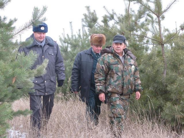 В Волгоградской области зафиксировали почти 400 нарушителей в лесах