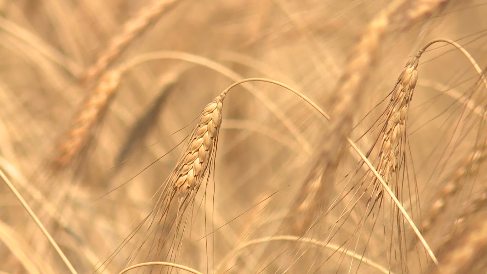 В Волгограде на 18% перевыполнили план по сбору зерна
