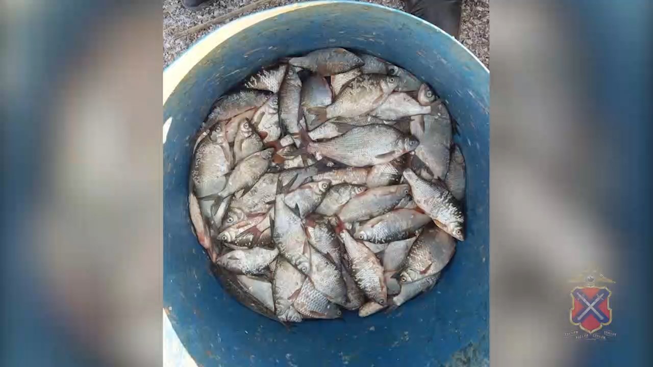 В Волгоградской области у браконьеров изъяли порядка 100 кг рыбы частиковых  пород | Телеканал “Волгоград 1”