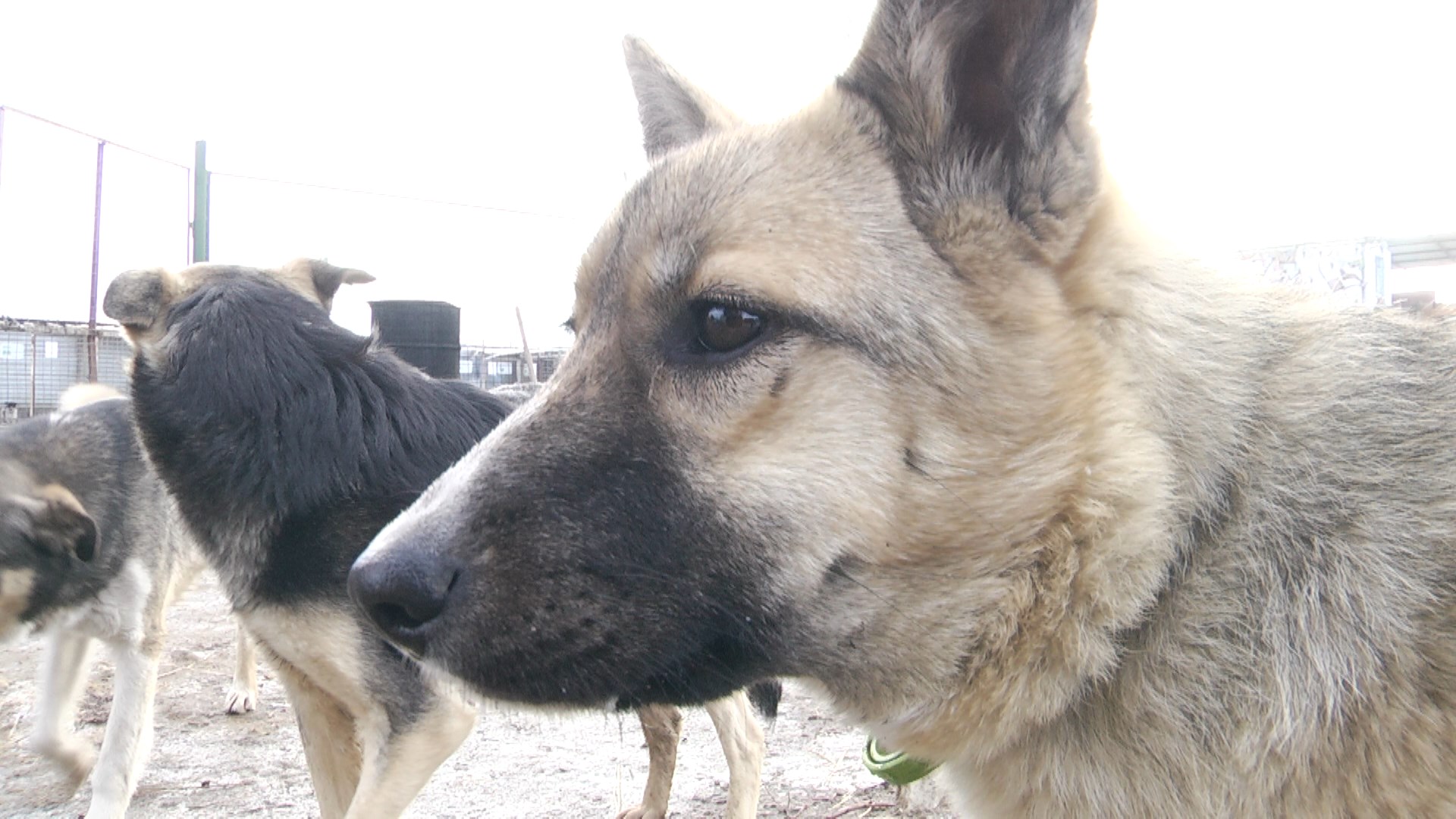 В Волгограде зоозащитники напали на службу отлова собак